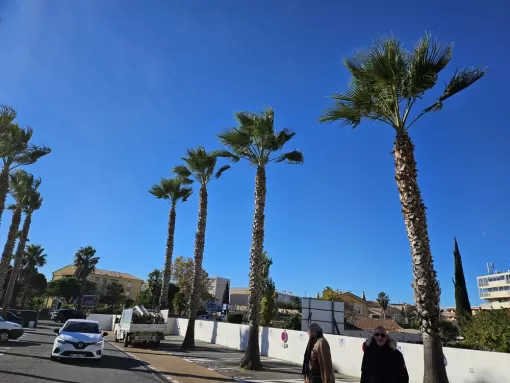 Taille de palmiers dans une copropriété à Fréjus, Draguignan, BECHELLI PAYSAGES
