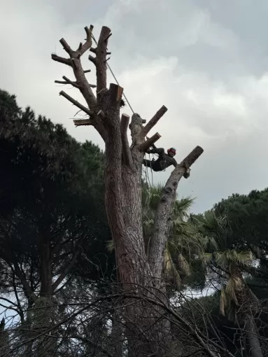 Abattage d'un pin parasol dans une villa à Ramatuelle. BECHELLI PAYSAGES 