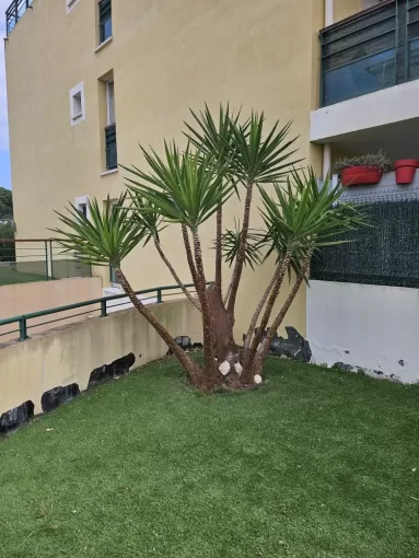 Néttoyage de yucca, copropriété Fréjus, Bechelli paysages