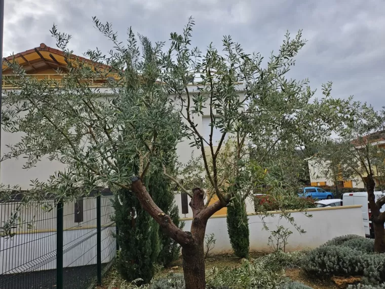 Comment faire une taille sévère sur un olivier à Draguignan ?, Draguignan, BECHELLI PAYSAGES