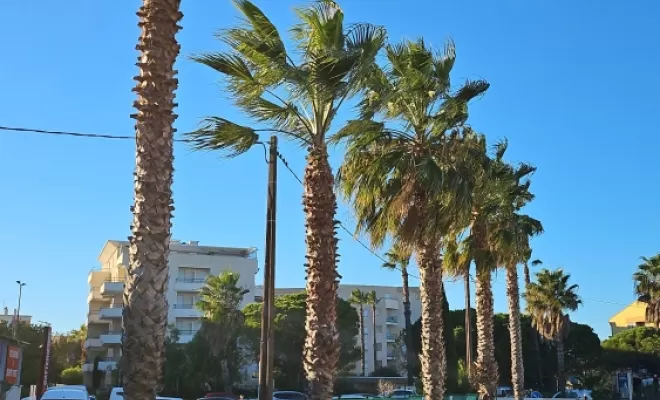 Taille de palmiers dans une copropriété à Fréjus, Draguignan, BECHELLI PAYSAGES