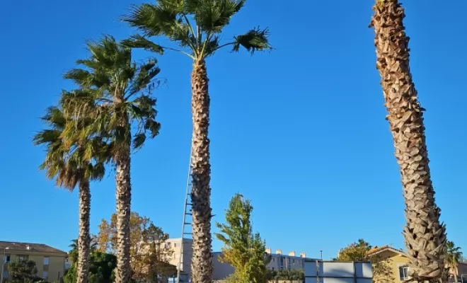 Taille de palmiers dans une copropriété à Fréjus, Draguignan, BECHELLI PAYSAGES