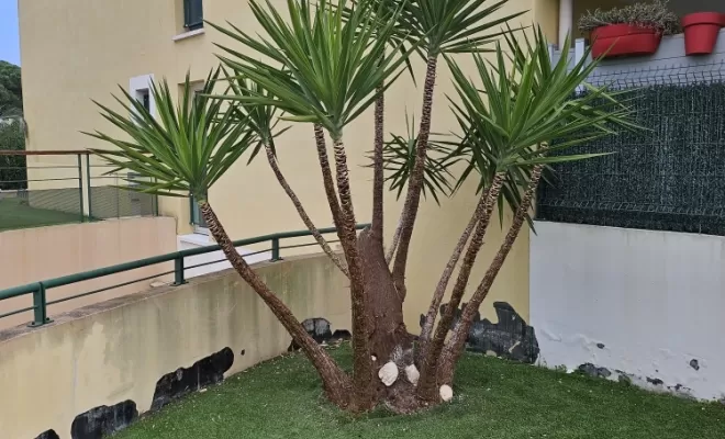 Entretien de copropriété sur Fréjus , Draguignan, BECHELLI PAYSAGES