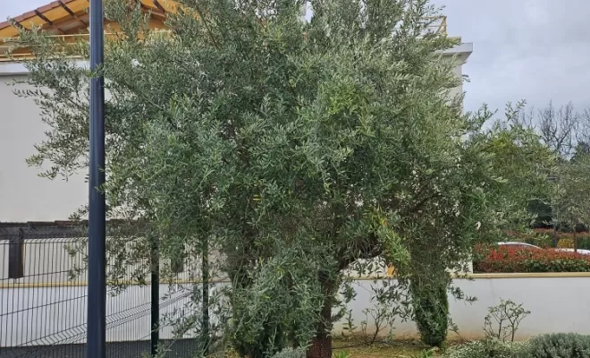 Comment faire une taille sévère sur un olivier à Draguignan ?, Draguignan, BECHELLI PAYSAGES