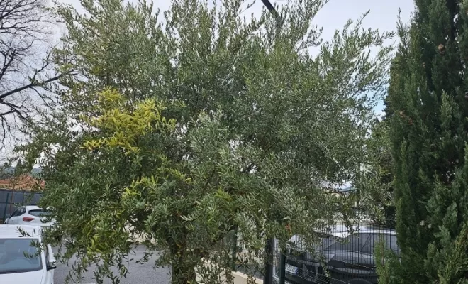 Comment faire une taille sévère sur un olivier à Draguignan ?, Draguignan, BECHELLI PAYSAGES