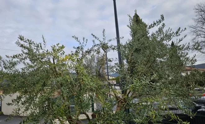 Comment faire une taille sévère sur un olivier à Draguignan ?, Draguignan, BECHELLI PAYSAGES