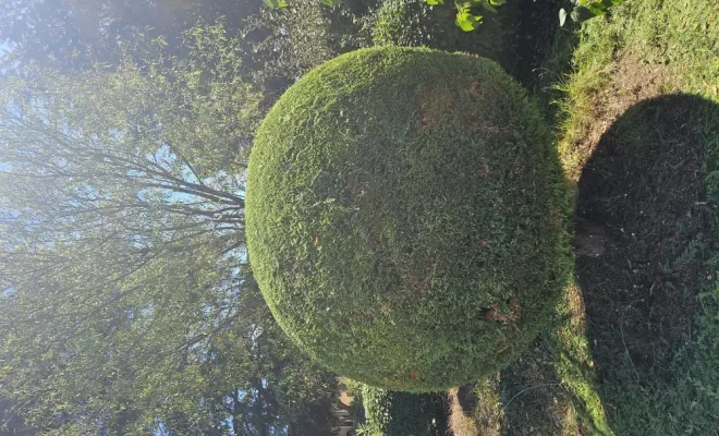 Remise en état d'un jardin et taille de haie sur le Muy , Draguignan, BECHELLI PAYSAGES