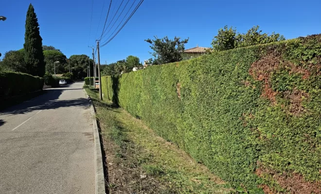 Remise en état d'un jardin et taille de haie sur le Muy , Draguignan, BECHELLI PAYSAGES