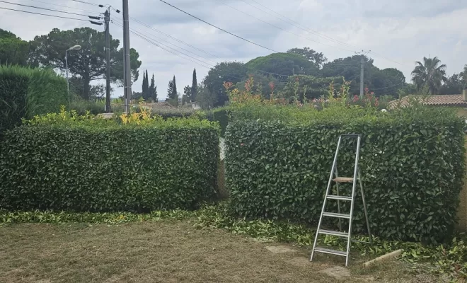 Remise en état d'un jardin et taille de haie sur le Muy , Draguignan, BECHELLI PAYSAGES