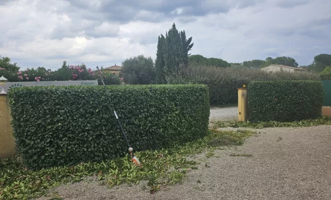 Remise en état d'un jardin et taille de haie sur le Muy , Draguignan, BECHELLI PAYSAGES