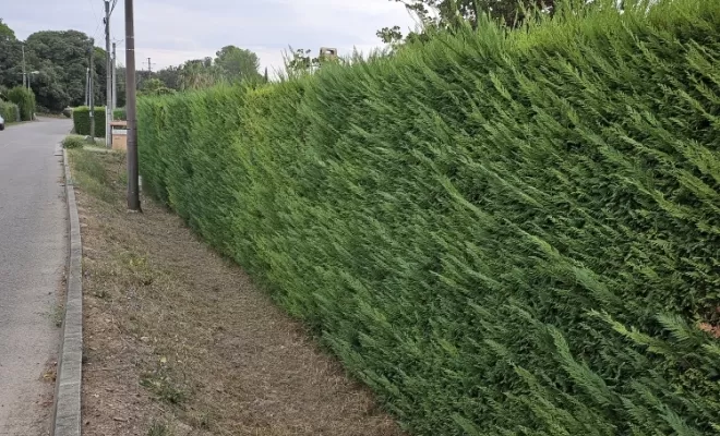 Remise en état d'un jardin et taille de haie sur le Muy , Draguignan, BECHELLI PAYSAGES